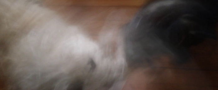 Creatures Creatures
